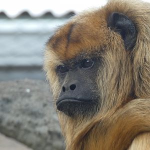Black Howler Monkey at the Greensboro Science Center