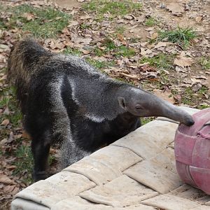 Giant Anteater at the Greensboro Science Center