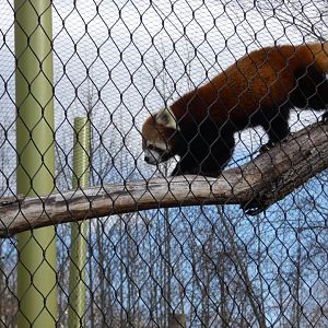 Red Panda at the Greensboro Science Center
