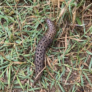 Leopard Slug (Limax maximus)