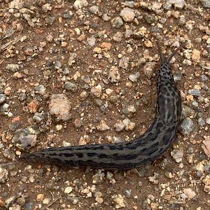Leopard Slug (Limax maximus)