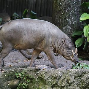 Oasis - Babirusa