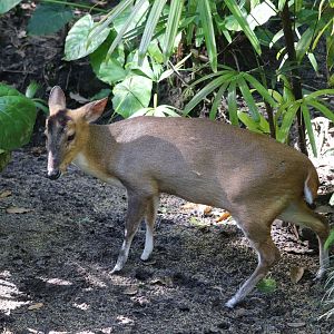 Oasis - Reeves's Muntjac