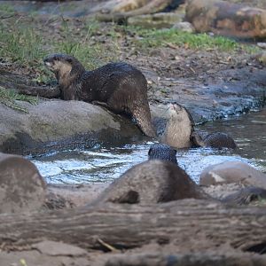 Discovery Island - Otter Grotto - Asian Small-Clawed Otter