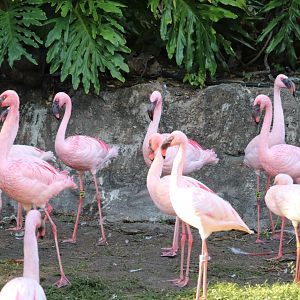 Discovery Island - Lesser Flamingo