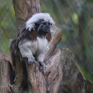 Discovery Island - Cotton-Top Tamarin