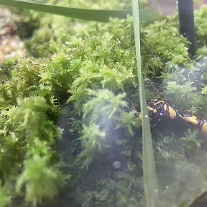 Northern Corroboree Frog