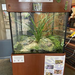 Northern Corroboree Frog Enclosure