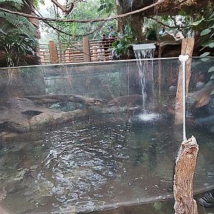 Lobo Del Rio- Giant Otter enclosure
