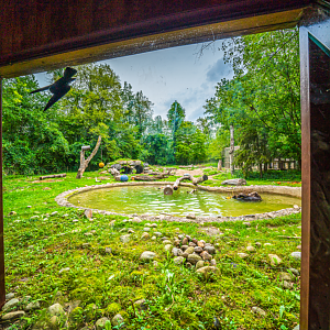 Grizzly Bear exhibit