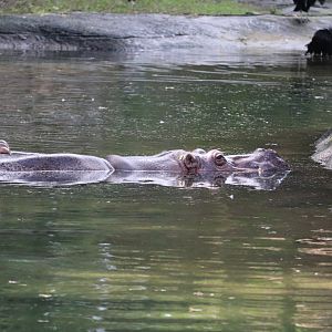Kilimanjaro Safaris - Hippopotamus