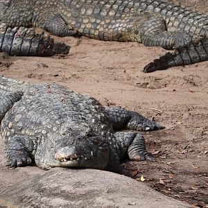 Kilimanjaro Safaris - Nile Crocodile