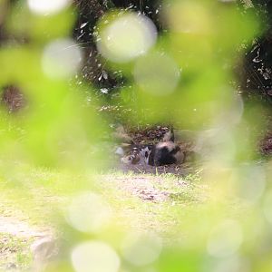 Kilimanjaro Safaris - African Wild Dog