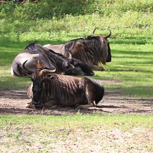 Kilimanjaro Safaris - White-bearded Wildebeest