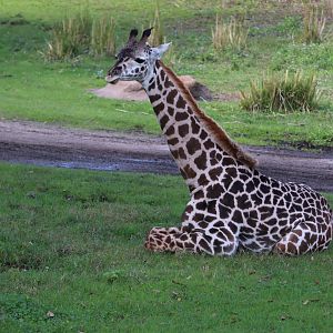 Kilimanjaro Safaris - Giraffe