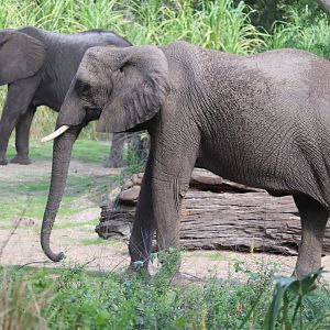 Kilimanjaro Safaris - African Elephant