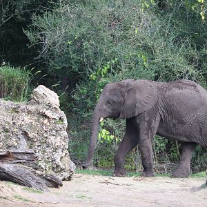 Kilimanjaro Safaris - African Elephant