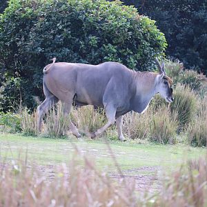Kilimanjaro Safaris - Common Eland
