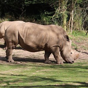 Kilimanjaro Safaris - Southern White Rhinoceros