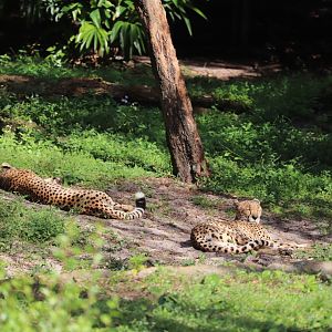 Kilimanjaro Safaris - Cheetah