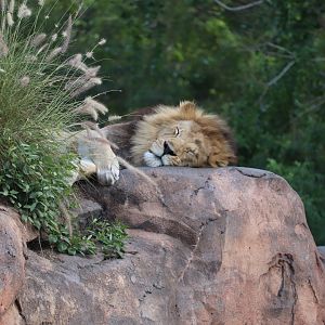 Kilimanjaro Safaris - African Lion