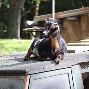 Kilimanjaro Safaris - Nigerian Dwarf Goat