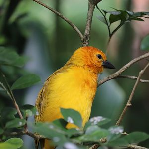 Gorilla Falls Exploration Trail - Taveta Golden Weaver
