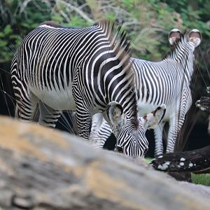 Gorilla Falls Exploration Trail - Grevy's Zebra