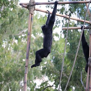 Asia - Siamang