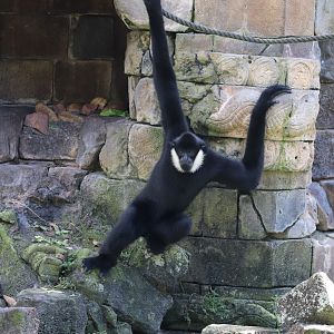 Asia - White-Cheeked Gibbon