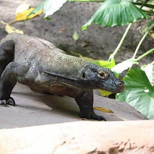 Maharajah Jungle Trek - Komodo Dragon