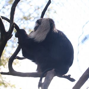 Maharajah Jungle Trek - Lion-tailed macaque