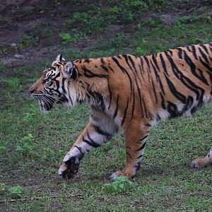 Maharajah Jungle Trek - Sumatran Tiger
