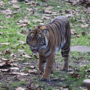 Maharajah Jungle Trek - Sumatran Tiger
