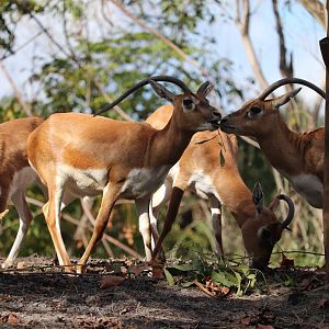 Maharajah Jungle Trek - Blackbuck