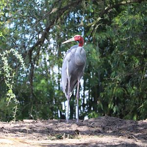 Maharajah Jungle Trek - Sarus Crane