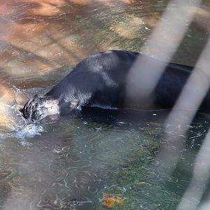 Maharajah Jungle Trek -  Water Buffalo