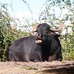 Maharajah Jungle Trek -  Water Buffalo