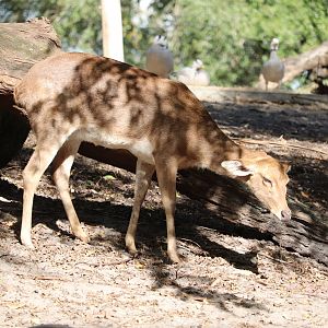 Maharajah Jungle Trek -  Eld's Deer