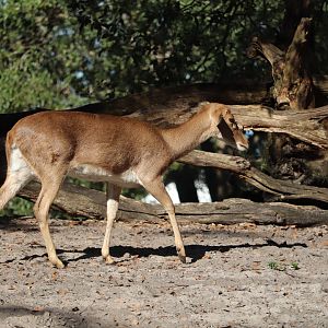 Maharajah Jungle Trek -  Eld's Deer
