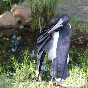 Dinoland U.S.A - Abdim's Stork
