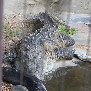 Dinoland U.S.A - American Crocodile