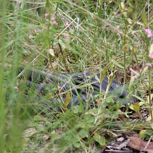 Red-bellied Black Snake