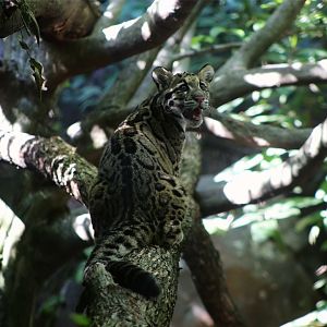 Clouded Leopard Cub, September 2019