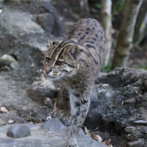 Fishing Cat