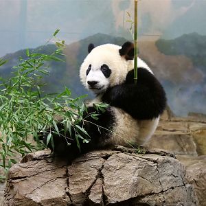 Bei Bei on his first birthday, August 2016