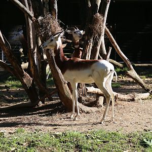 Dama Gazelle, October 2015