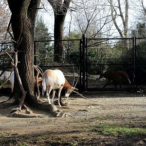 When North Africa Meets South America, December 2016