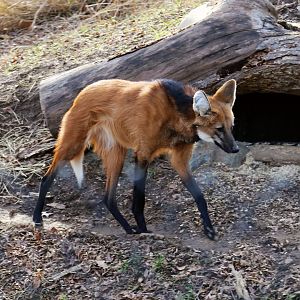 Maned Wolf, December 2016