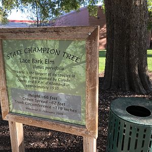 State Champion Lacebark Elm